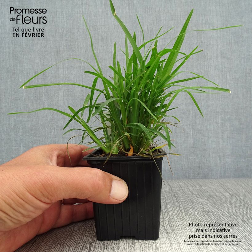 Exemplaar van Chloris distichophylla - Windmolengras Kweekpotje van 8/9 cm zoals geleverd in de herfst