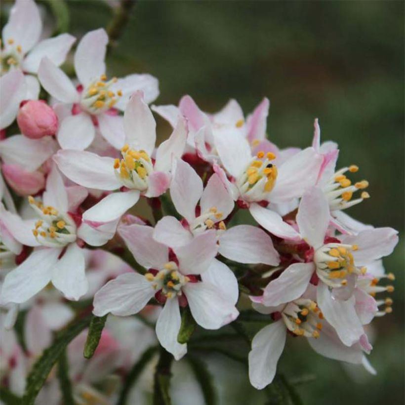 Choisya ternata Apple Blossom - Mexicaanse oranjebloesem (Flowering)