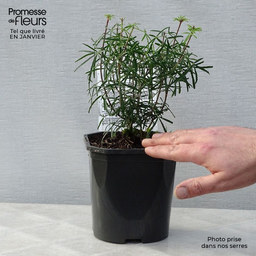 Example of Choisya Apple Blossom - Oranger du Mexique  Pot van 2 l/3 l as you get in hiver