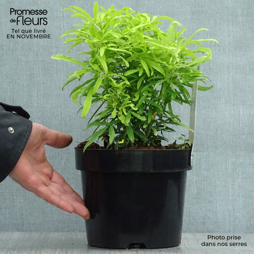 Exemplaar van Choisya Aztec Goud - Mexicaanse oranjebloesem Pot van 2 l/3 l zoals geleverd in de herfst