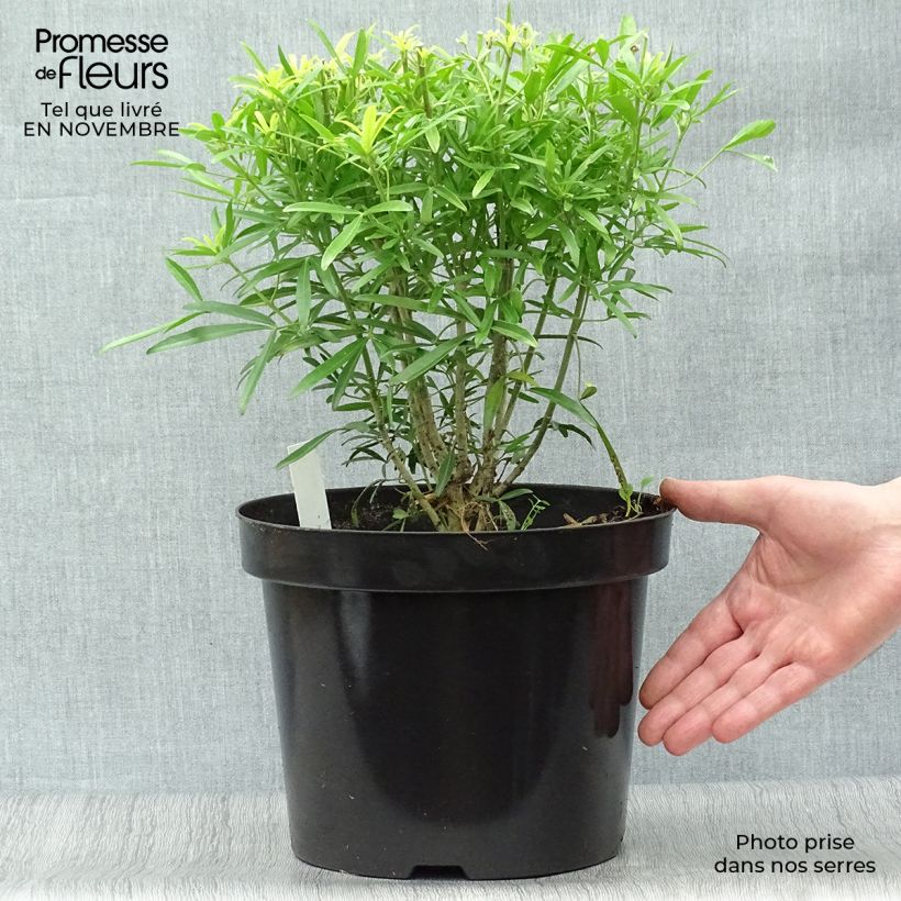 Exemplaar van Choisya Aztec Goud - Mexicaanse oranjebloesem Pot van 7,5 l/10 l zoals geleverd in de herfst