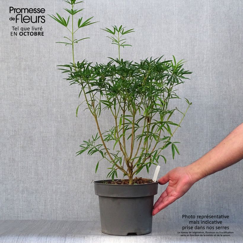 Exemplaar van Choisya dewitteana Aztec Pearl - Mexicaanse oranjebloesem Pot van 4 l/5 l zoals geleverd in de herfst