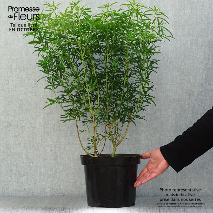Exemplaar van Choisya dewitteana Aztec Pearl - Mexicaanse oranjebloesem Pot van 7,5 l/10 l zoals geleverd in de herfst