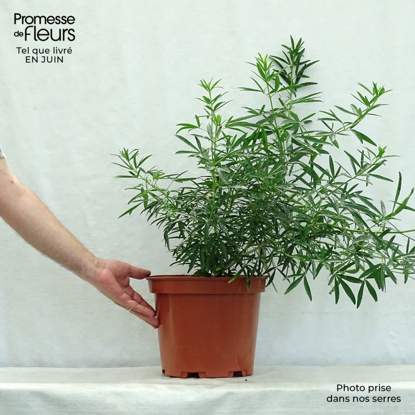 Exemplaar van Choisya dewitteana Aztec Pearl - Mexicaanse oranjebloesem Pot van 7,5 l/10 l zoals geleverd in de zomer