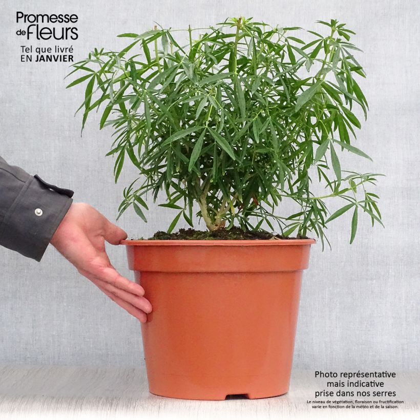 Example of Choisya dewitteana Aztec Pearl - Mexicaanse oranjebloesem Pot van 7,5 l/10 l as you get in hiver