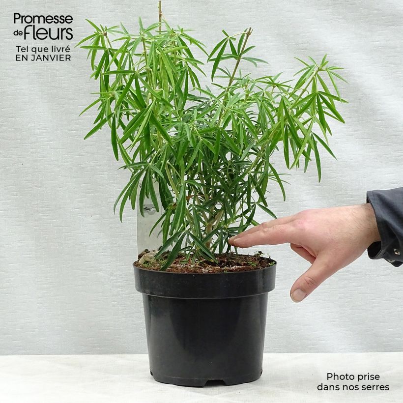Example of Choisya dewitteana Aztec Pearl - Mexicaanse oranjebloesem Pot van 2 l/3 l as you get in hiver