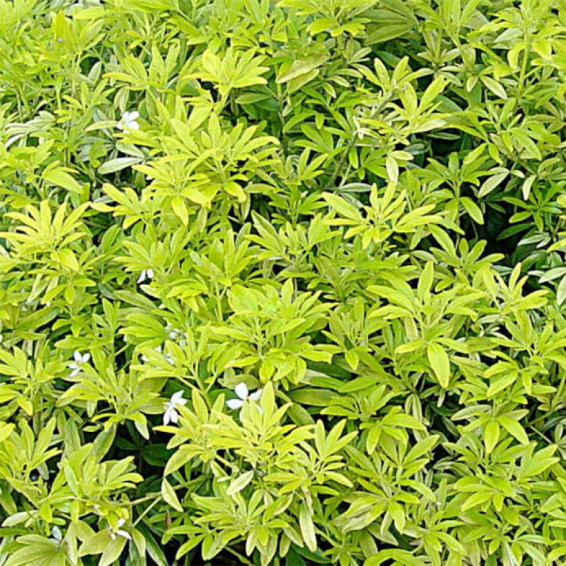 Choisya ternata Goldfinger - Mexicaanse oranjebloesem (Foliage)