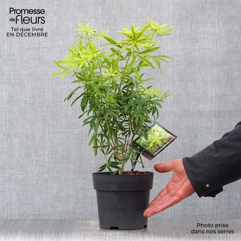 Example of Choisya Goldfinger - Oranger du Mexique Pot van 1,5 l/2 l as you get in hiver