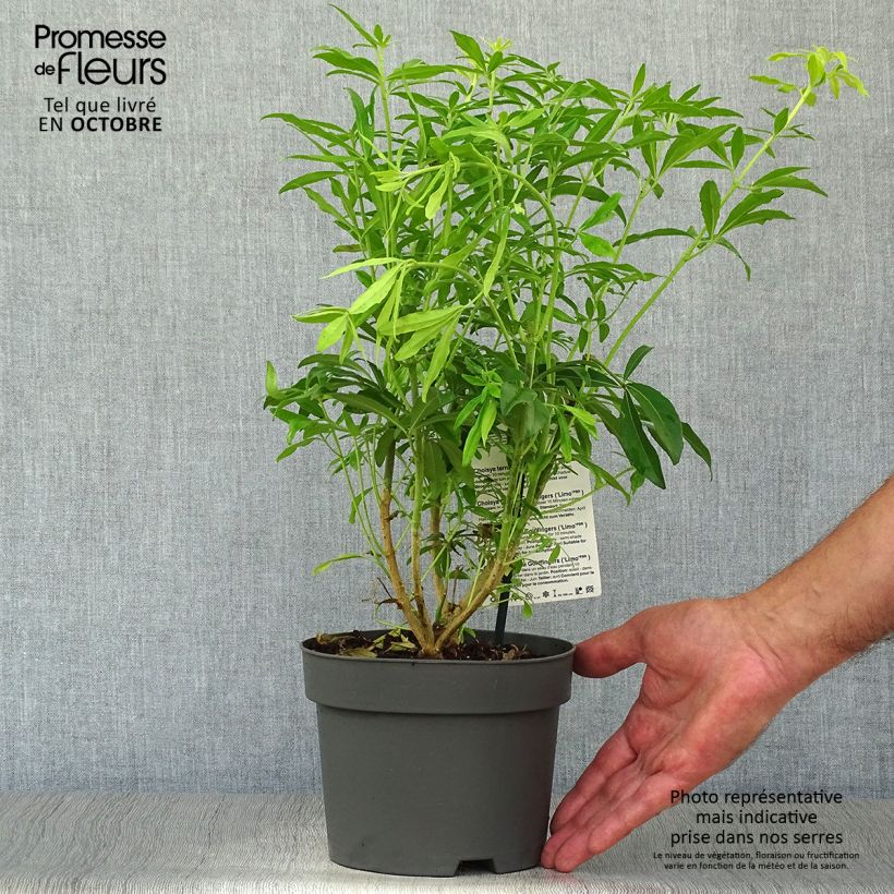 Exemplaar van Choisya ternata Goldfinger - Mexicaanse oranjebloesem Pot van 1,5 l/2 l zoals geleverd in de herfst