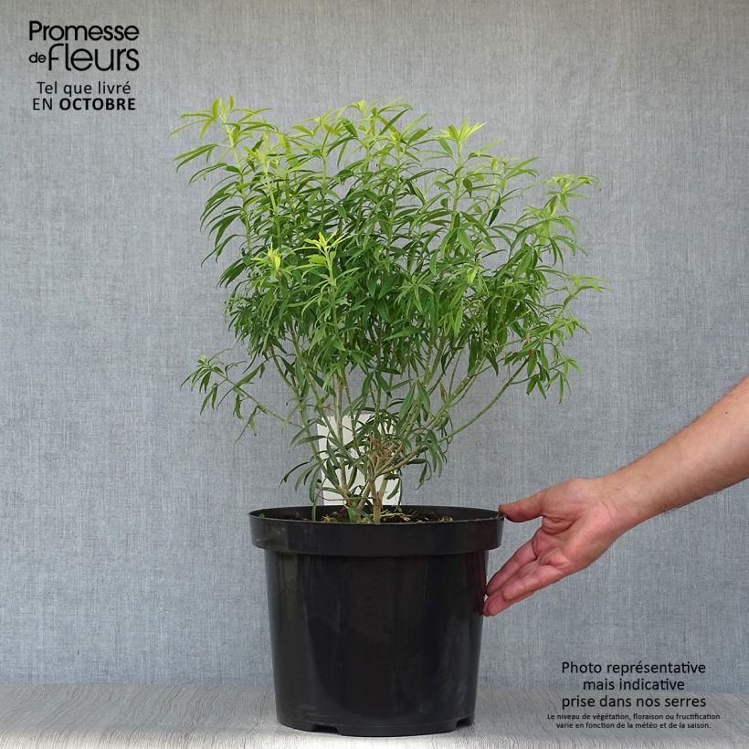 Exemplaar van Choisya ternata Goldfinger - Mexicaanse oranjebloesem Pot van 7,5 l/10 l zoals geleverd in de herfst