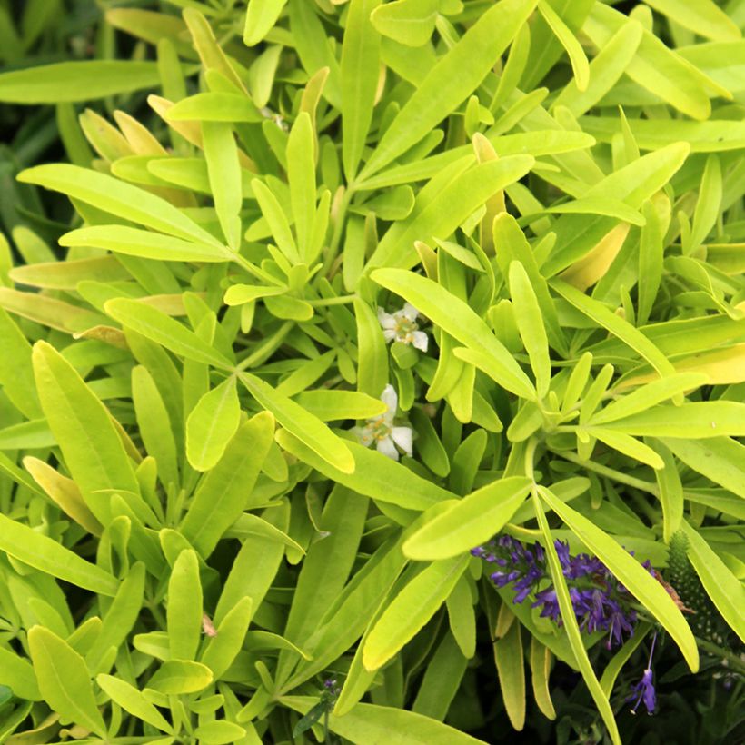 Choisya ternata Goldfinger - Mexicaanse oranjebloesem (Blad)