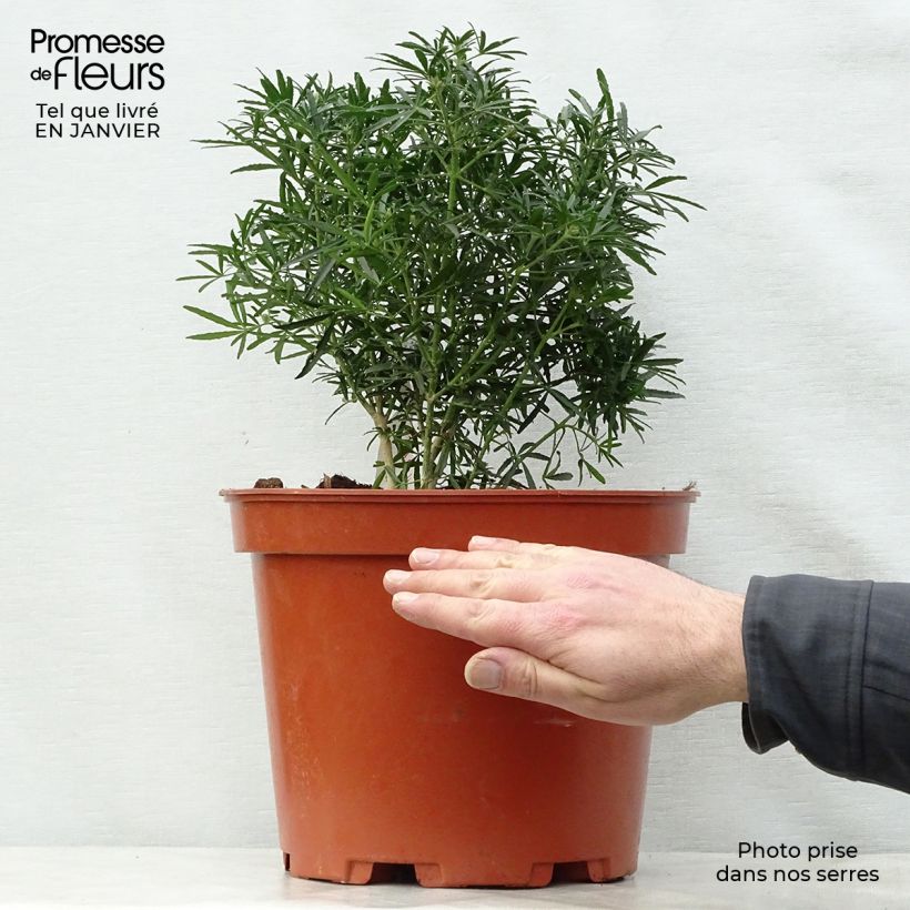 Example of Choisya White Dazzler - Oranger du Mexique nain Pot van 7,5 l/10 l as you get in hiver