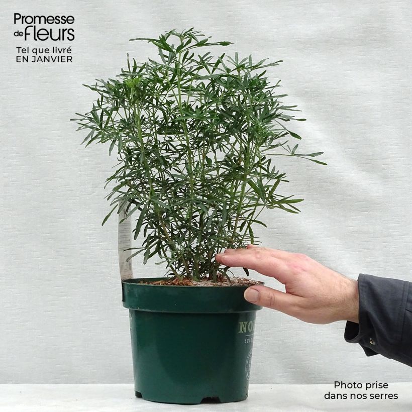 Example of Choisya White Dazzler - Oranger du Mexique nain Pot van 2 l/3 l as you get in hiver