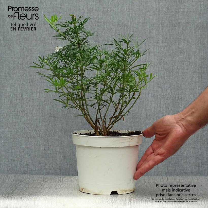 Exemplaar van Choisya dewitteana White Dazzler - Mexicaanse oranjebloesem Pot van 2 l/3 l zoals geleverd in de herfst