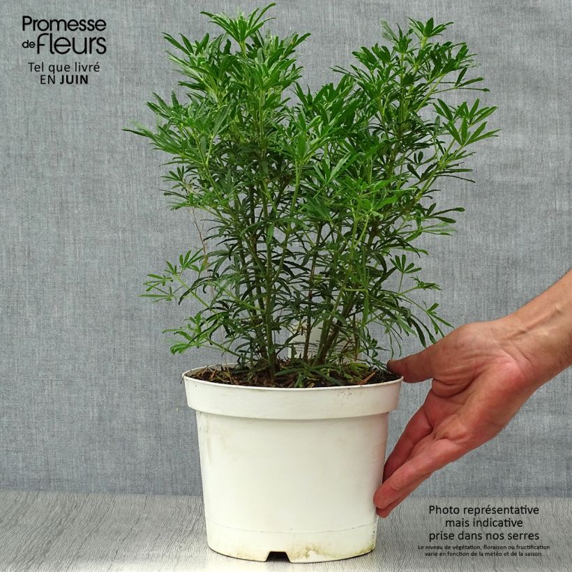 Exemplaar van Choisya dewitteana White Dazzler - Mexicaanse oranjebloesem Pot van 2 l/3 l zoals geleverd in de zomer