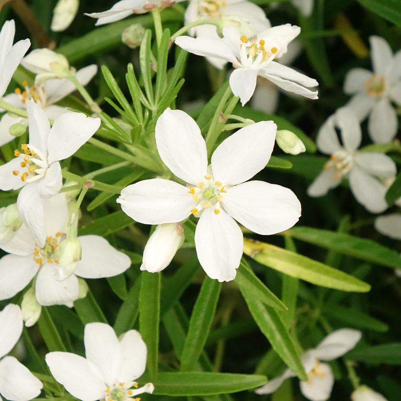 Choisya dewitteana Aztec Pearl - Mexicaanse oranjebloesem (Bloei)