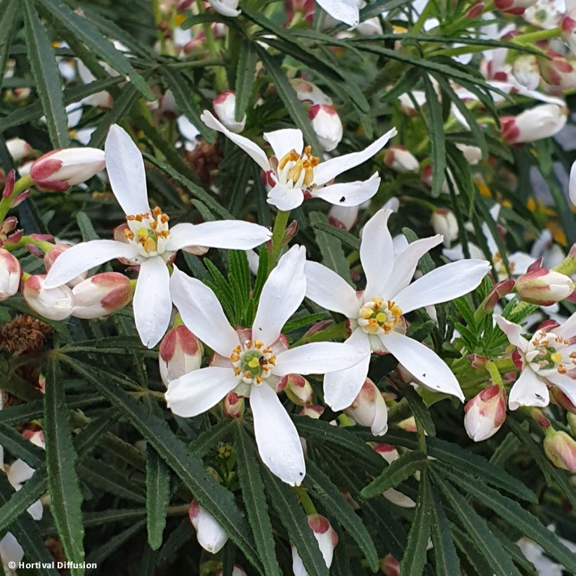 Choisya dewitteana Little Bee - Mexicaanse oranjebloesem (Bloei)
