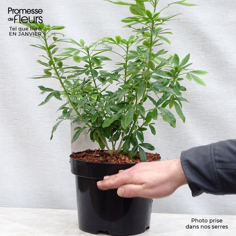 Example of Choisya ternata - Mexicaanse oranjebloesem Pot van 4 l/5 l as you get in hiver