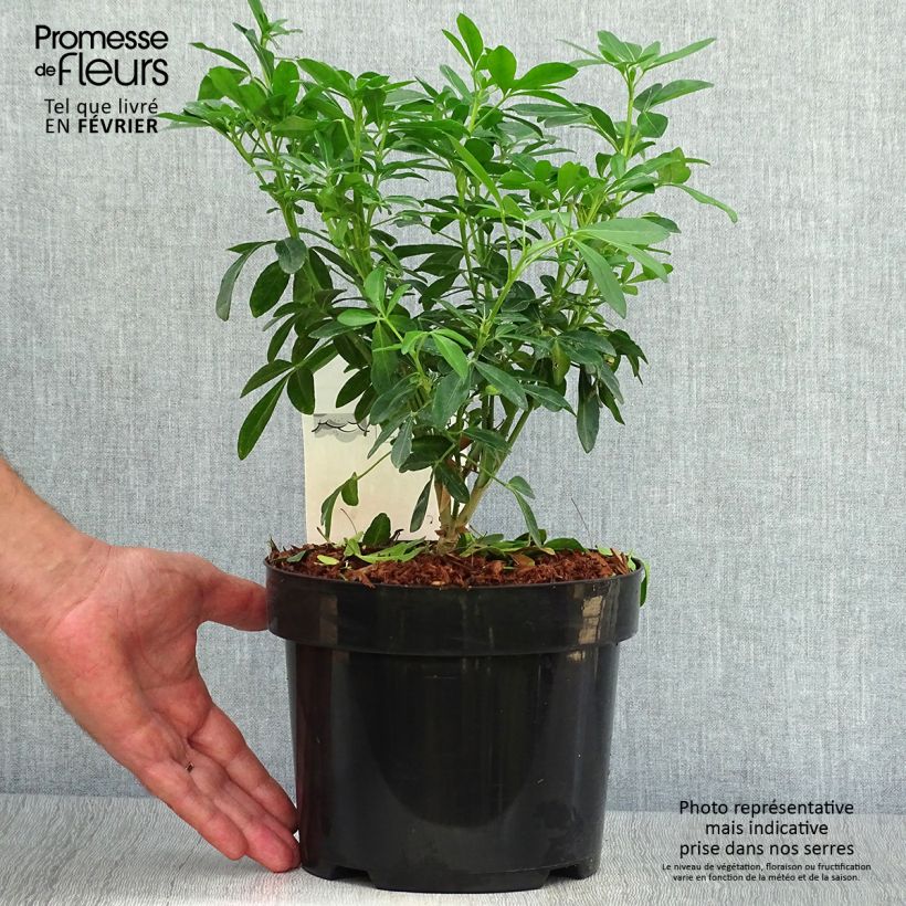 Exemplaar van Choisya ternata - Mexicaanse oranjebloesem Pot van 4 l/5 l zoals geleverd in de herfst