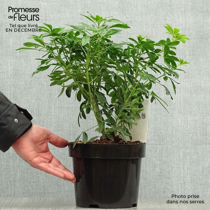 Example of Choisya ternata - Mexicaanse oranjebloesem Pot van 2 l/3 l as you get in hiver