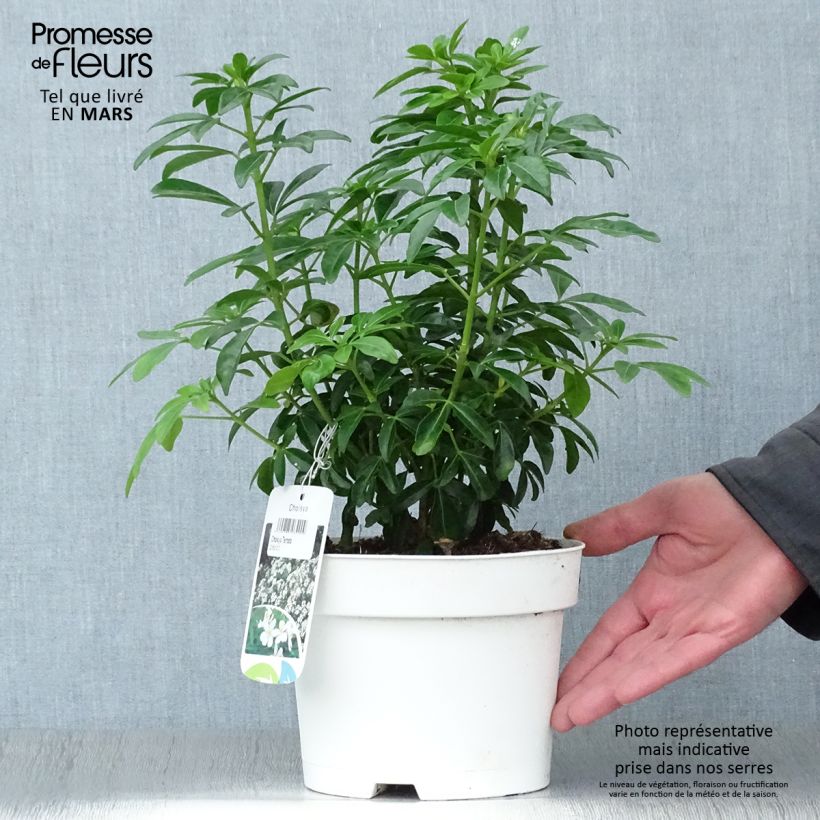 Exemplaar van Choisya ternata - Mexicaanse oranjebloesem Pot van 2 l/3 l zoals geleverd in de lente