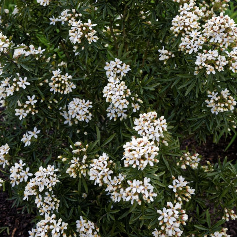 Choisya ternata Snow Flurries - Mexicaanse oranjebloesem (Flowering)