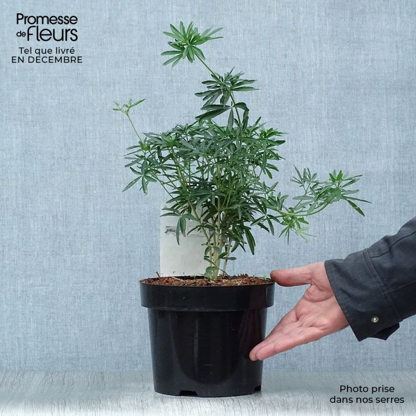 Example of Choisya ternata Snow Flurries  - Oranger du Mexique Pot van 2 l/3 l as you get in hiver