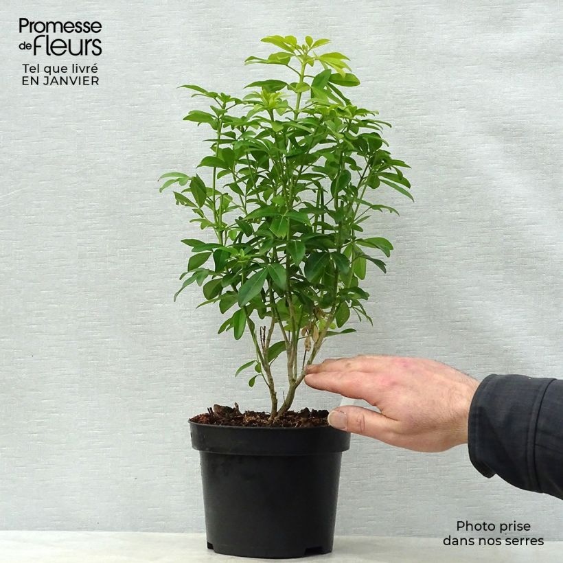 Example of Choisya ternata Sundance - Oranger du Mexique Pot van 2 l/3 l as you get in hiver