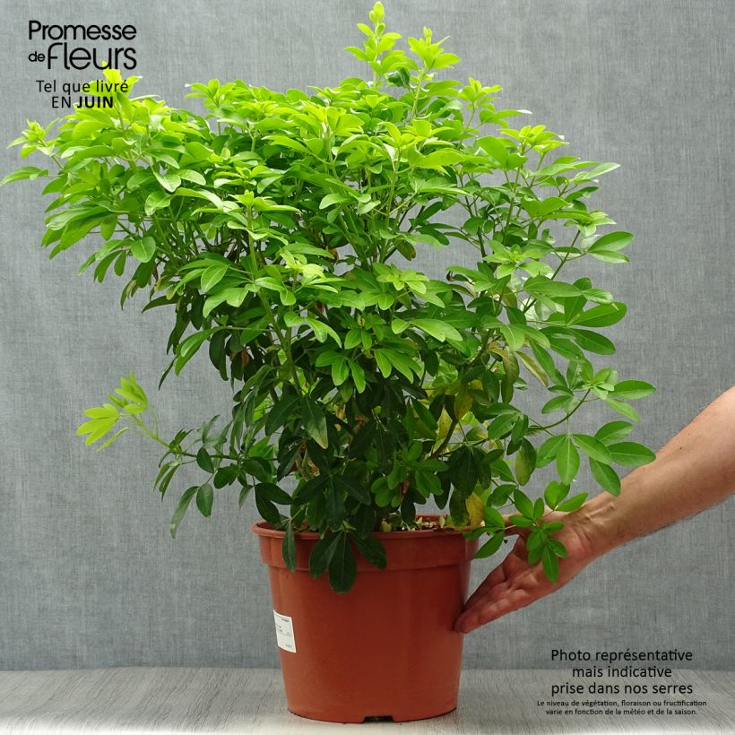 Exemplaar van Choisya ternata Sundance - Mexicaanse oranjebloesem Pot van 7,5 l/10 l zoals geleverd in de zomer