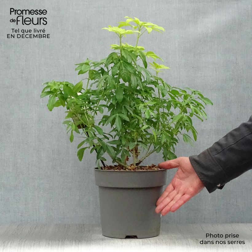 Example of Choisya ternata Sundance - Oranger du Mexique Pot van 4 l/5 l as you get in hiver