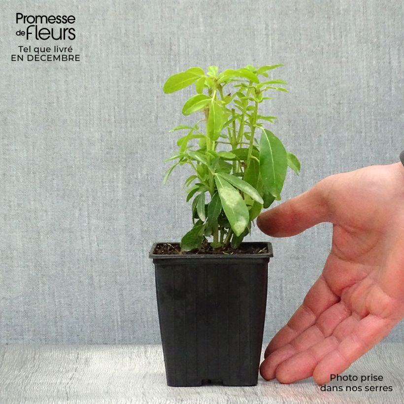 Example of Choisya ternata - Mexicaanse oranjebloesem Kweekpotje van 8/9 cm as you get in hiver