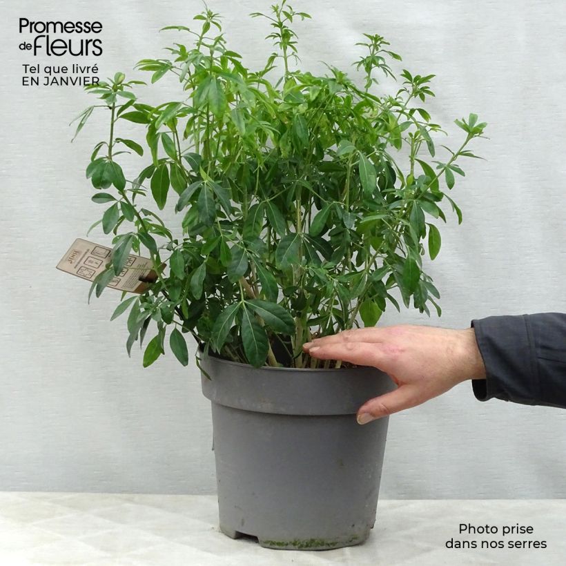 Example of Choisya ternata - Mexicaanse oranjebloesem Pot van 7,5 l/10 l as you get in hiver