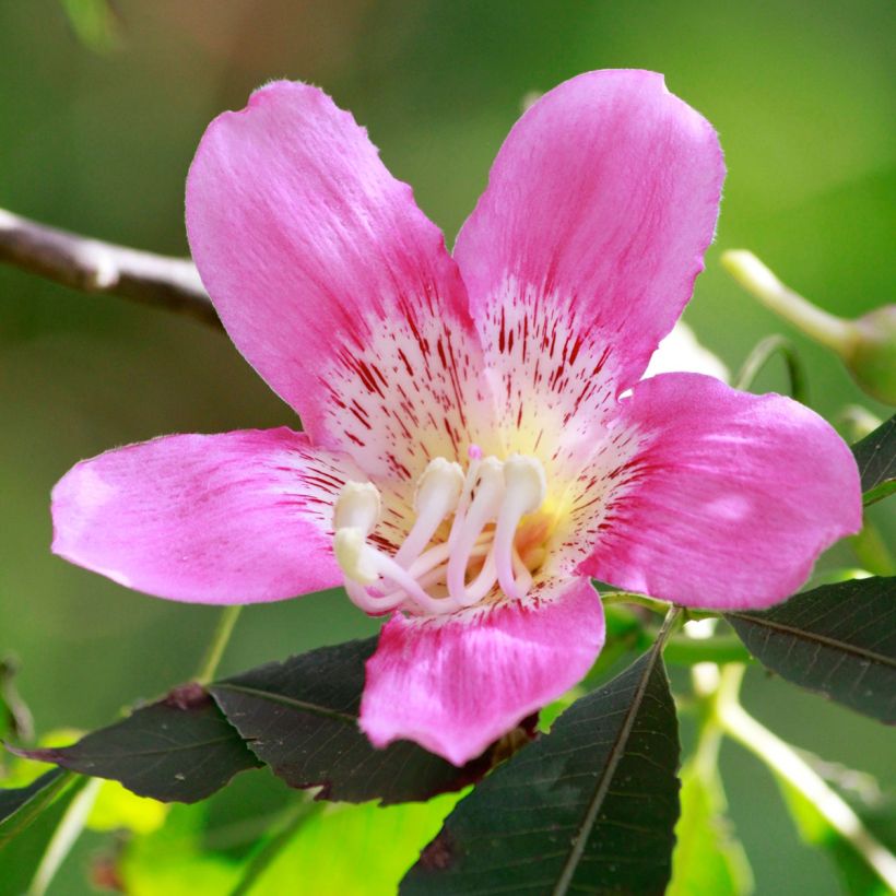 Ceiba speciosa - Zijdeboom (Bloei)