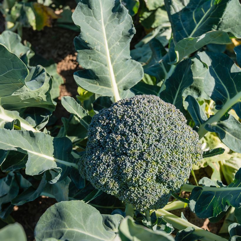 Broccoli Ramoso Calabrese BIO (Groeiplaats)
