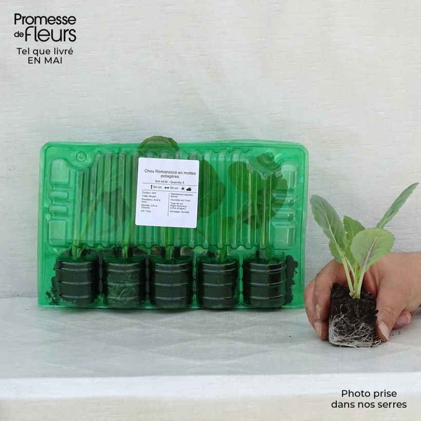 Exemplaar van Romanesco (jonge planten in kweekpotjes) Wortelkluit van 4 cm x 4,5 cm zoals geleverd in de lente