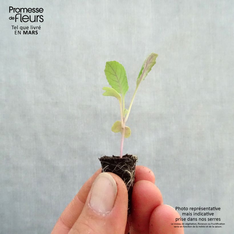 Exemplaar van Spitskool Chana F1 BIO (jonge planten in perspotjes) Mini-mot Ø 1,5/2,5 cm zoals geleverd in de lente