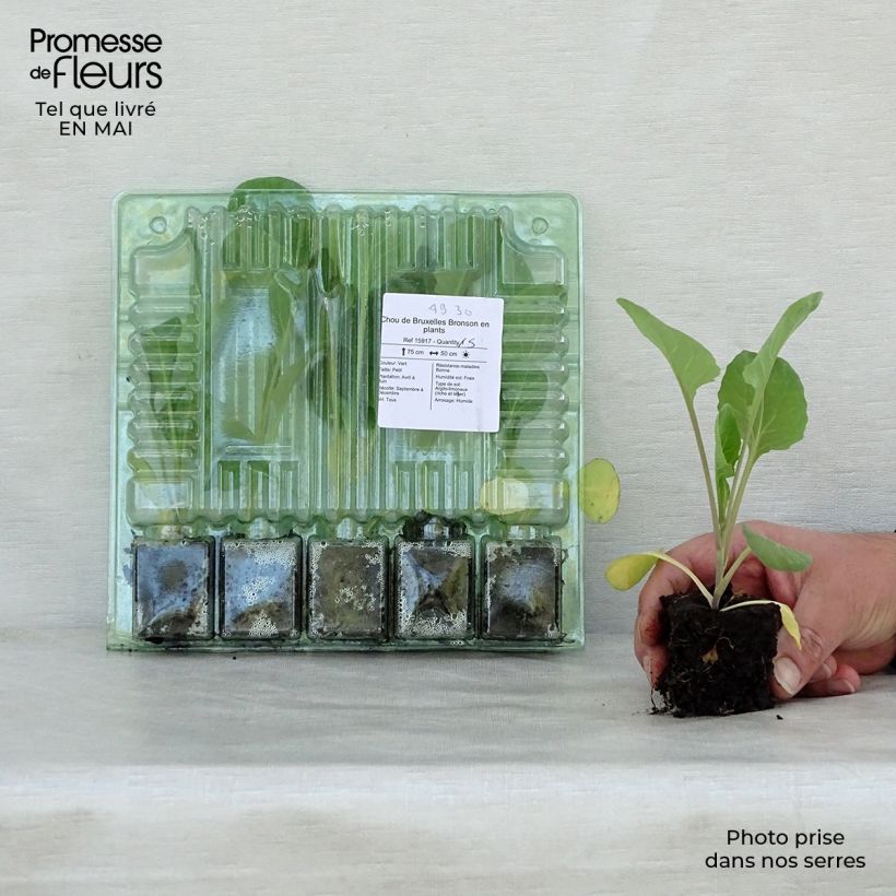 Exemplaar van Spruitkool Bronson (jonge planten) Wortelkluit van 4 cm x 4,5 cm zoals geleverd in de lente