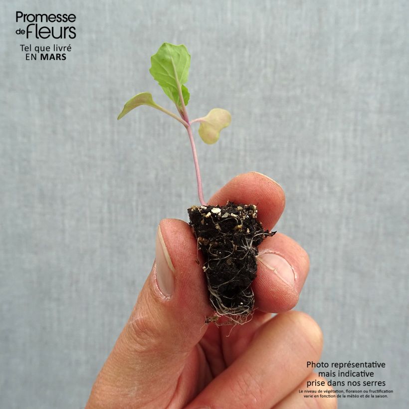 Exemplaar van Spruitkool Marte F1 BIO (jonge planten in perspotjes) Mini-mot Ø 1,5/2,5 cm zoals geleverd in de lente