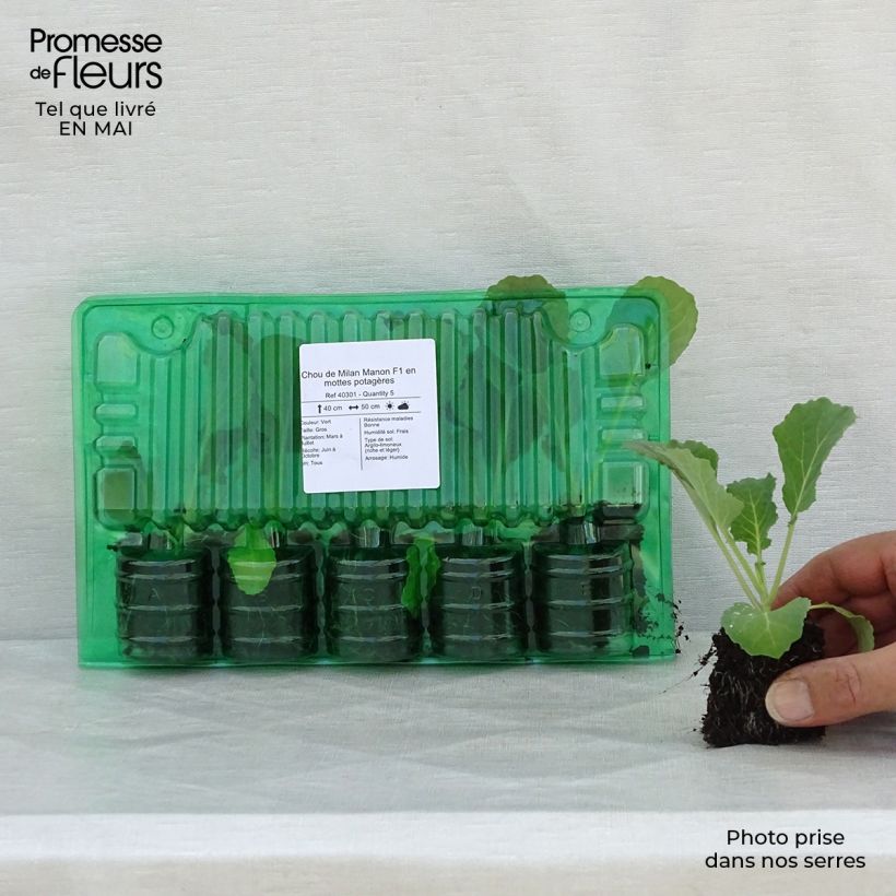 Exemplaar van Savooikool Manon F1 (jonge planten) Wortelkluit van 4 cm x 4,5 cm zoals geleverd in de lente