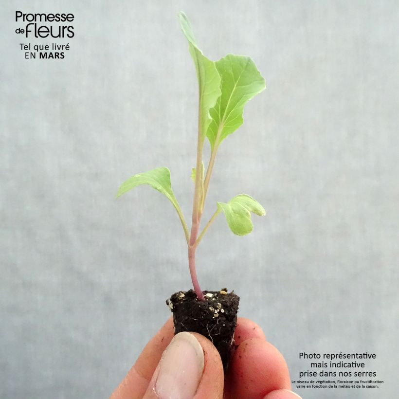 Exemplaar van Bloemkool Thabor BIO (jonge planten in kweekpotjes) Mini-mot Ø 1,5/2,5 cm zoals geleverd in de lente