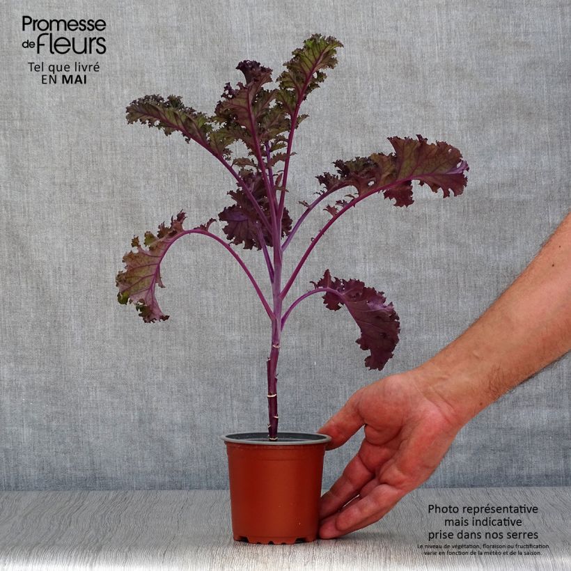 Exemplaar van Boerenkool Redbor F1 (jonge planten) Pot van 10 cm/11 cm zoals geleverd in de lente