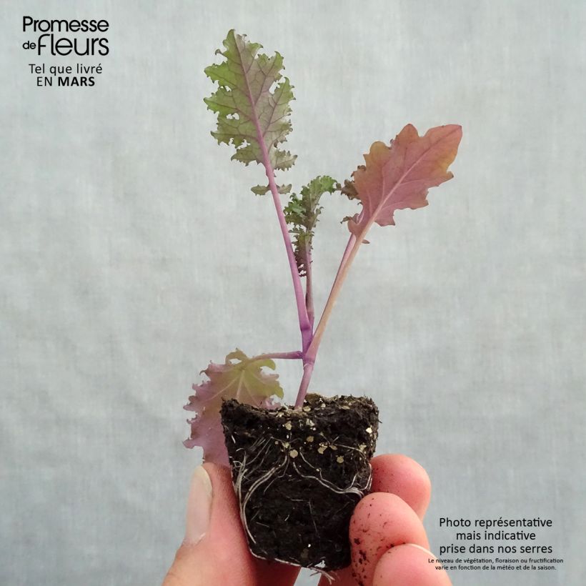 Exemplaar van Boerenkool Redbor F1 (jonge planten) Mini-mot Ø 3/4 cm zoals geleverd in de lente