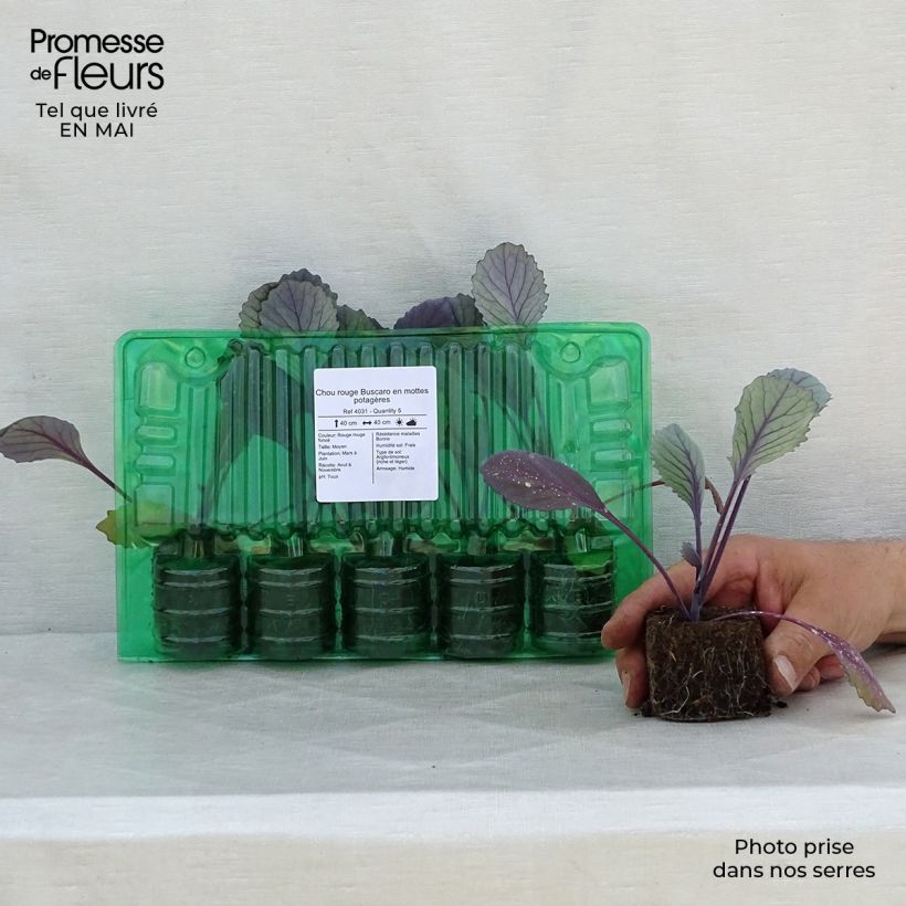 Exemplaar van Rodekool Buscaro (jonge planten in kweekpotjes) Wortelkluit van 4 cm x 4,5 cm zoals geleverd in de lente