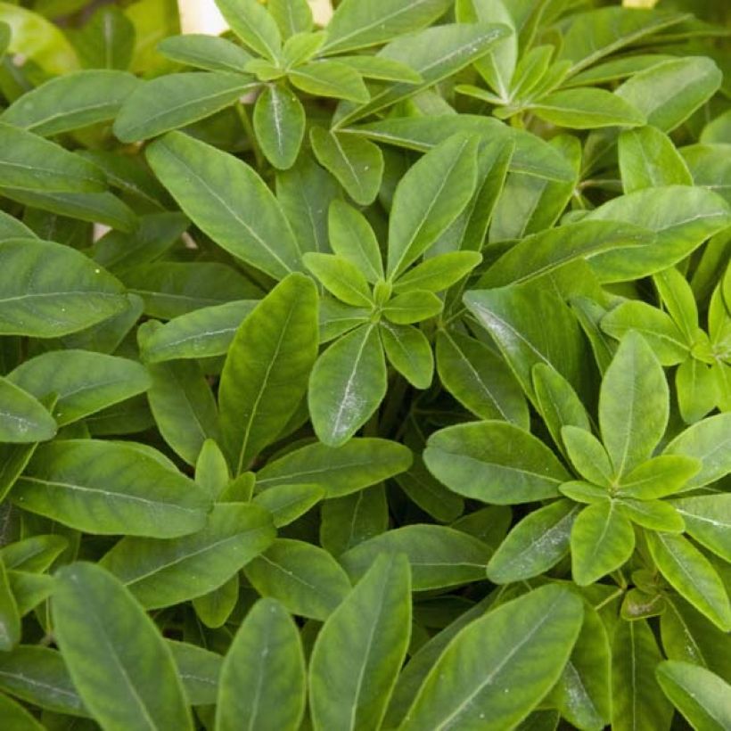 Choisya ternata - Mexicaanse oranjebloesem (Foliage)