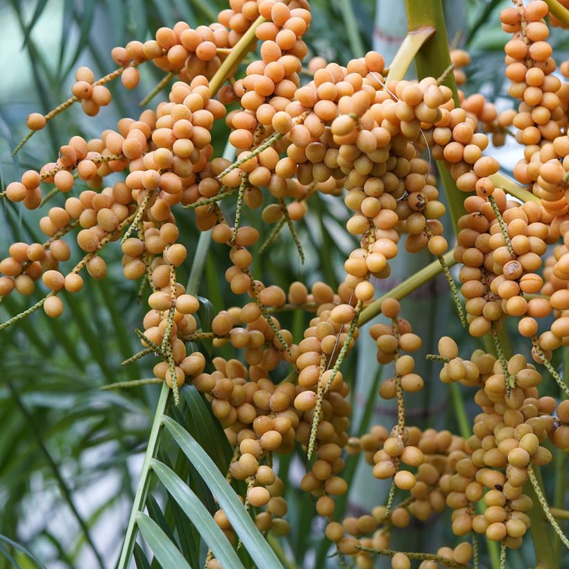 Chrysalidocarpus lutescens - Arecapalm (Oogst)