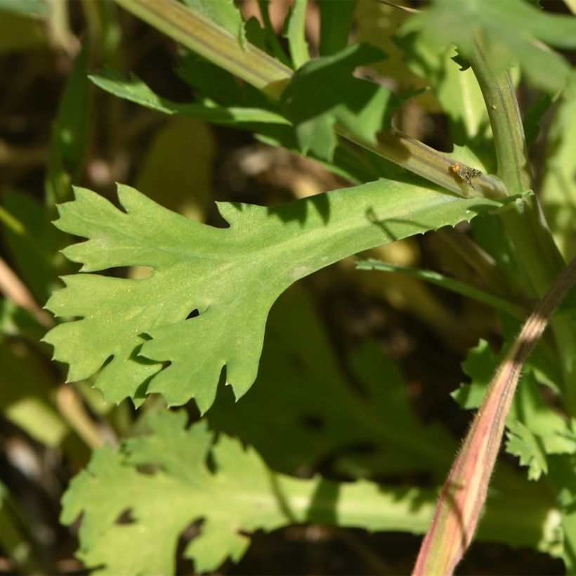 Chrysanthemum segetum (samen bio) - Gele ganzenbloem (Foliage)