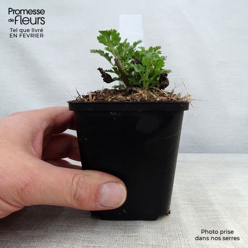 Example of Chrysanthemum indicum Cedie Mason - Tuinchrysant Kweekpotje van 8/9 cm as you get in hiver