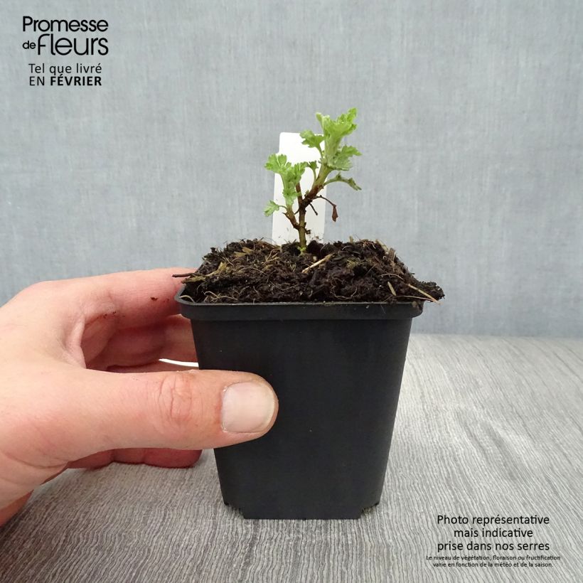 Example of Chrysanthème des jardins Citronella - Chrysanthemum indicum Kweekpotje van 8/9 cm as you get in hiver