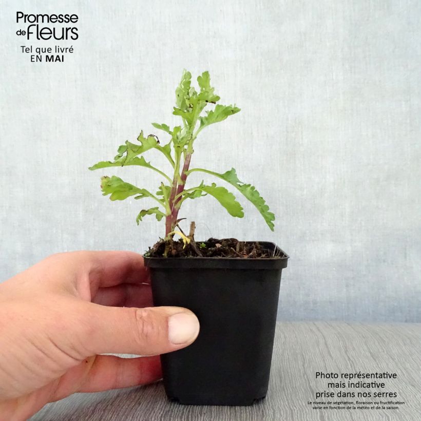 Exemplaar van Chrysanthemum indicum Citronella - Tuinchrysant Kweekpotje van 8/9 cm zoals geleverd in de lente