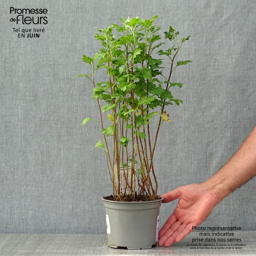 Exemplaar van Chrysanthemum indicum Cottage Apricot - Tuinchrysant Pot van 2 l/3 l zoals geleverd in de zomer